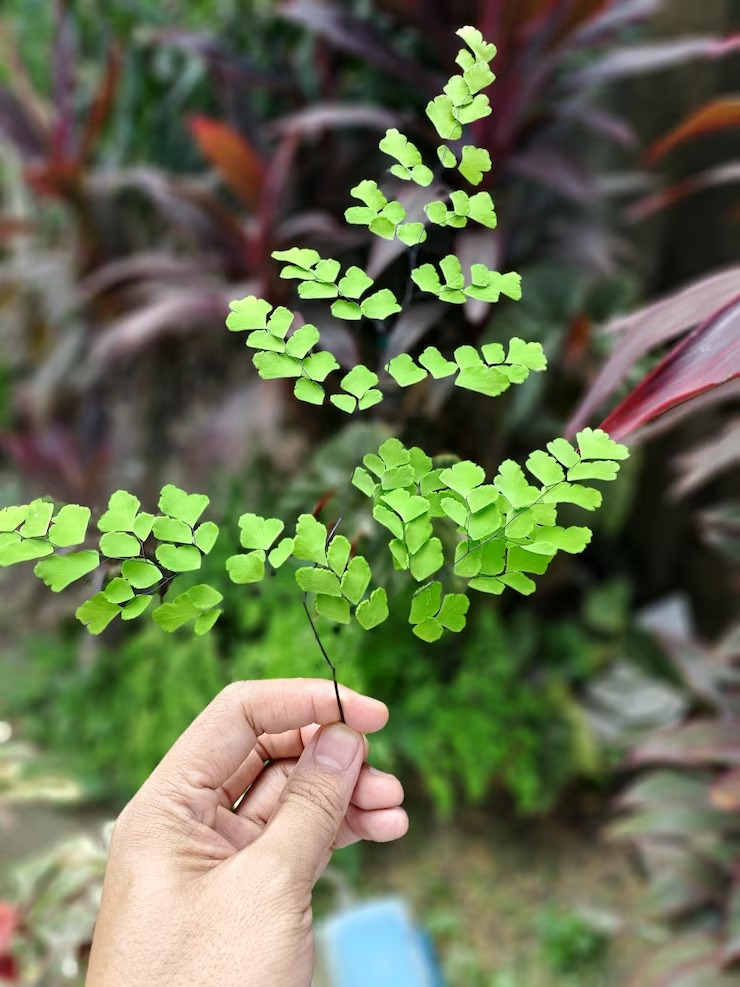 daun kelor